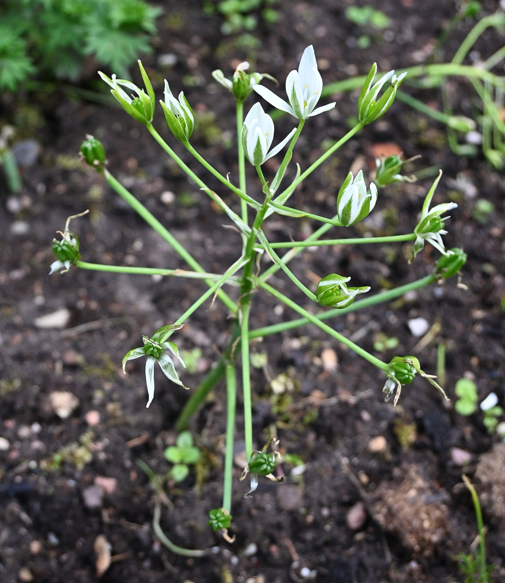 Image of genus Ornithogalum specimen.