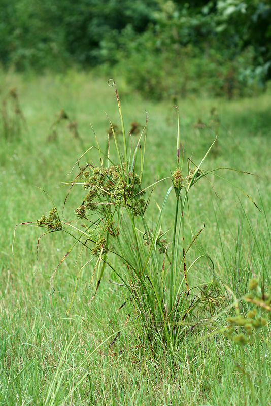 Изображение особи Cyperus eragrostis.