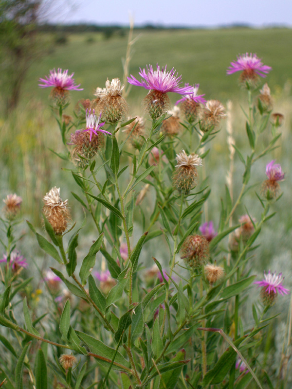 Изображение особи Centaurea trichocephala.