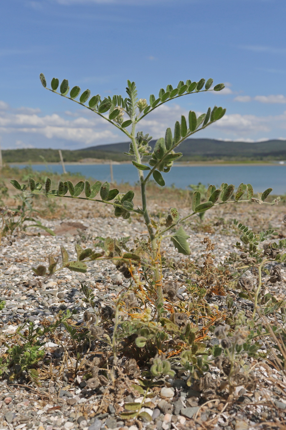 Изображение особи Astragalus contortuplicatus.