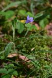 Campanula rotundifolia. Цветок. Ярославская обл., Мышкинский р-н, окр. дер. Борок, сосновый лес. 12 июля 2025 г.