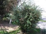 Berberis veitchii. Цветущий кустарник. Узбекистан, г. Ташкент, Ботанический сад им. Ф.Н. Русанова, в культуре. 03.04.2022.