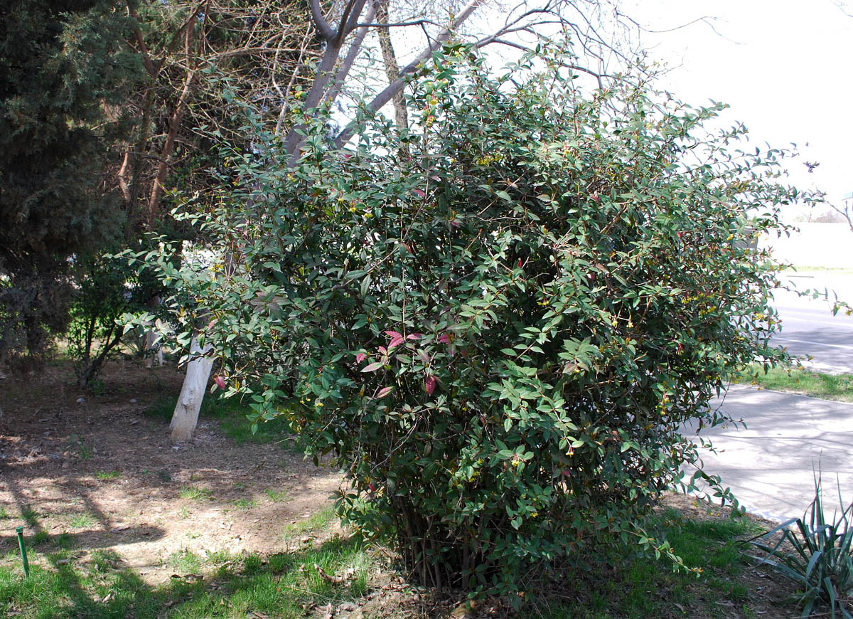 Изображение особи Berberis veitchii.