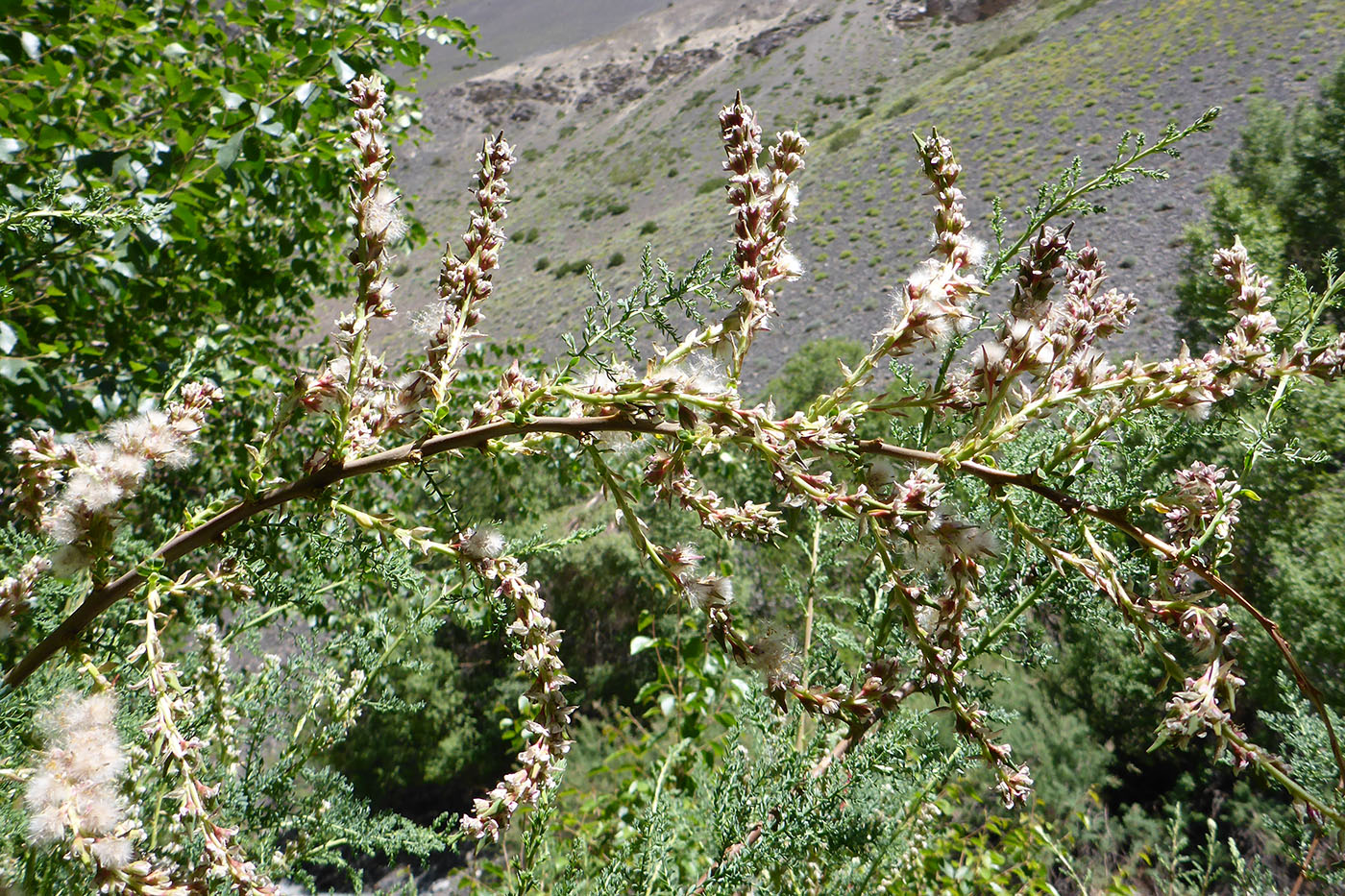 Image of Myricaria squamosa specimen.