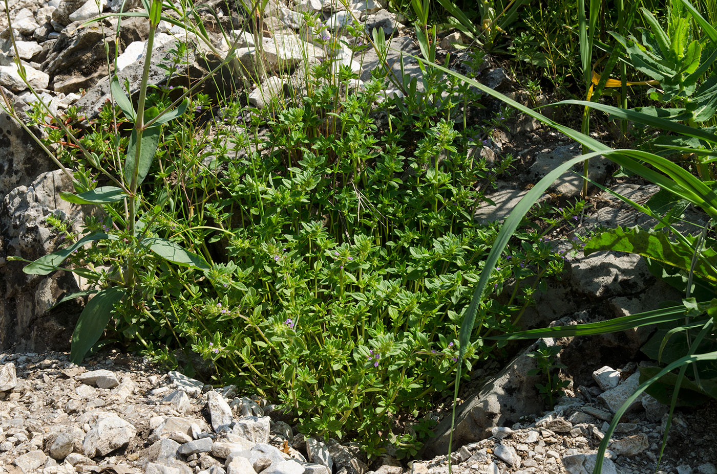 Image of Ziziphora acinos specimen.