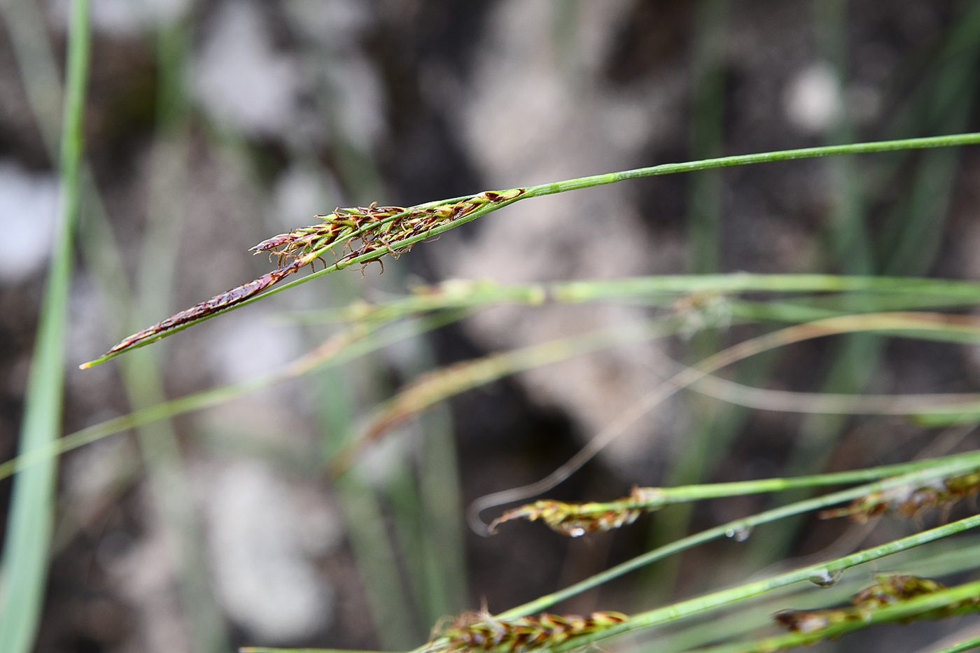 Изображение особи Carex koshewnikowii.