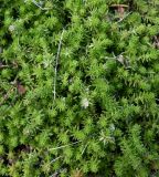 Sedum sexangulare. Верхушки побегов. Московская обл., г. Подольск, территория Подольской областной клинической больницы, склон южной экспозиции, газон. 08.07.2025.