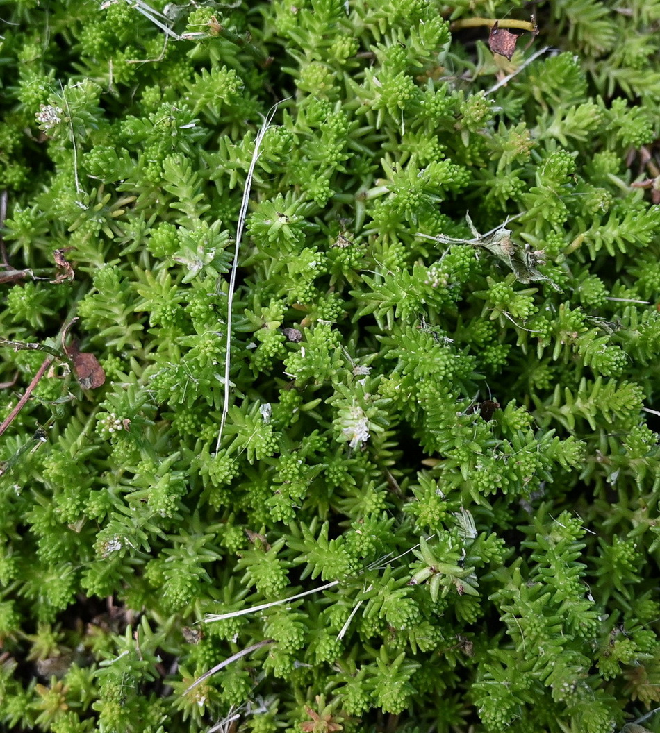 Image of Sedum sexangulare specimen.