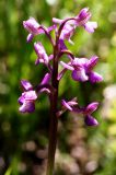 Anacamptis morio ssp. caucasica