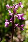 Anacamptis morio подвид caucasica