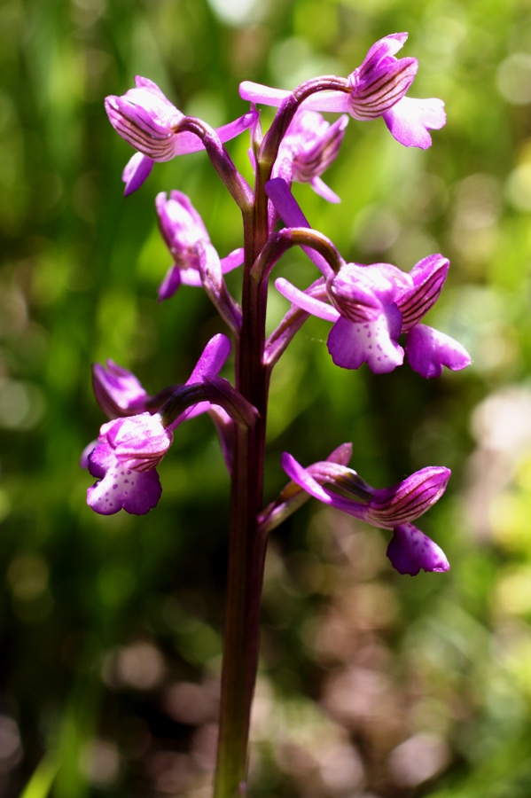 Image of Anacamptis morio ssp. caucasica specimen.