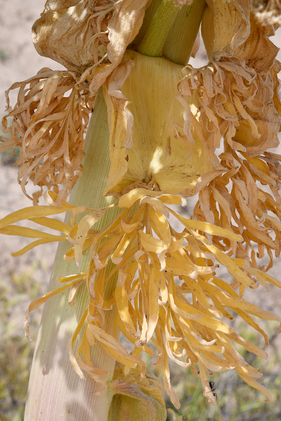 Изображение особи Ferula foetida.