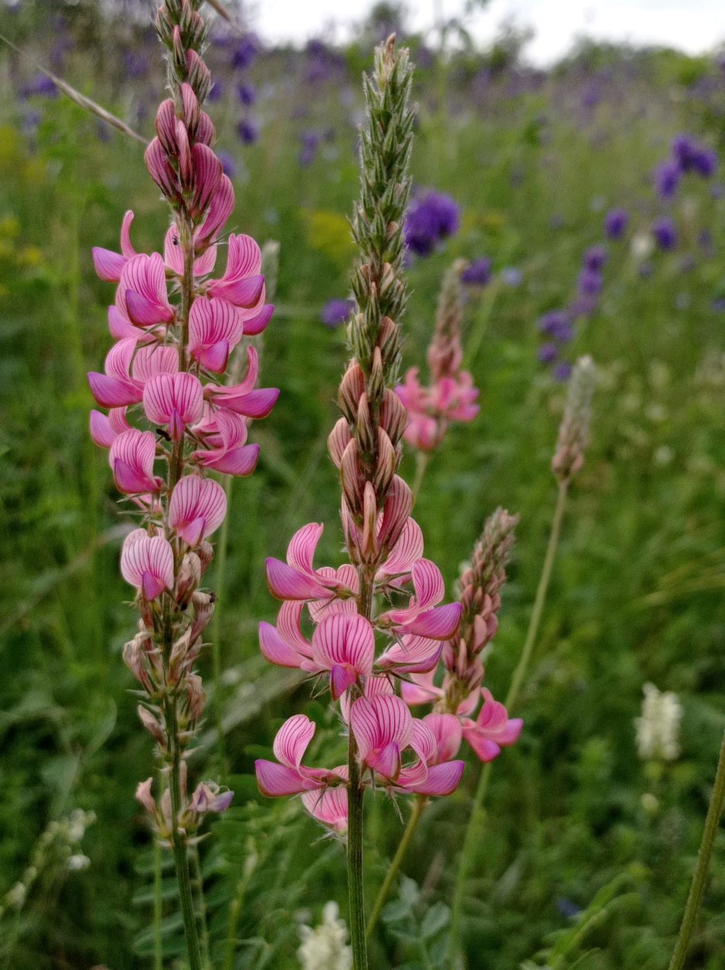 Image of Onobrychis arenaria specimen.