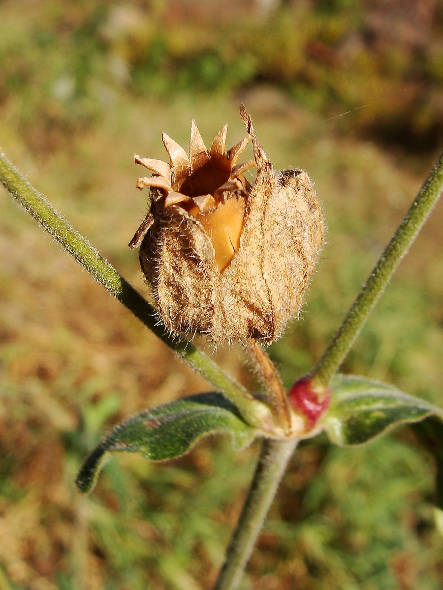 Image of Melandrium album specimen.