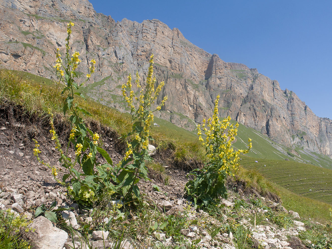 Image of Verbascum laxum specimen.