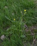 genus Ranunculus. Цветущее растение. Турция, ил Ван, 1 км выше дер. Явузлар по долине р. Большой Заб, ок. реки, выс. 2060 м н.у.м., луг. 23 мая 2025 г.