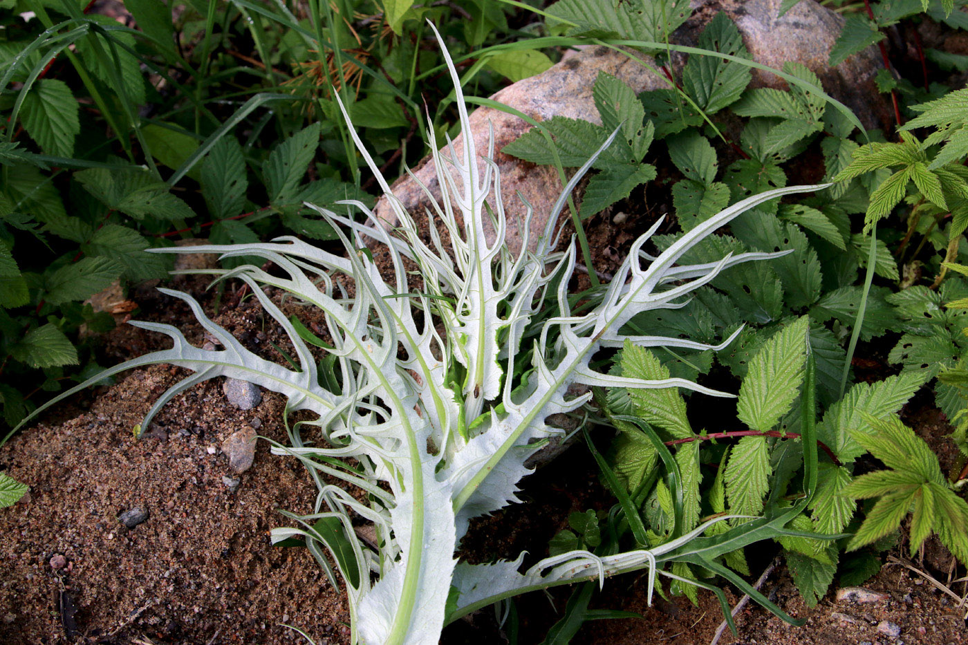 Image of Cirsium heterophyllum specimen.