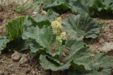 Rheum ribes. Цветущее растение. Турция, ил Хаккари, верховья р. Бейазсу, Кырыкдаг Яйла, правый борт долины в 700 м ниже базового лагеря, выс. ок. 2500 м н.у.м., на склоне. 24 мая 2025 г.