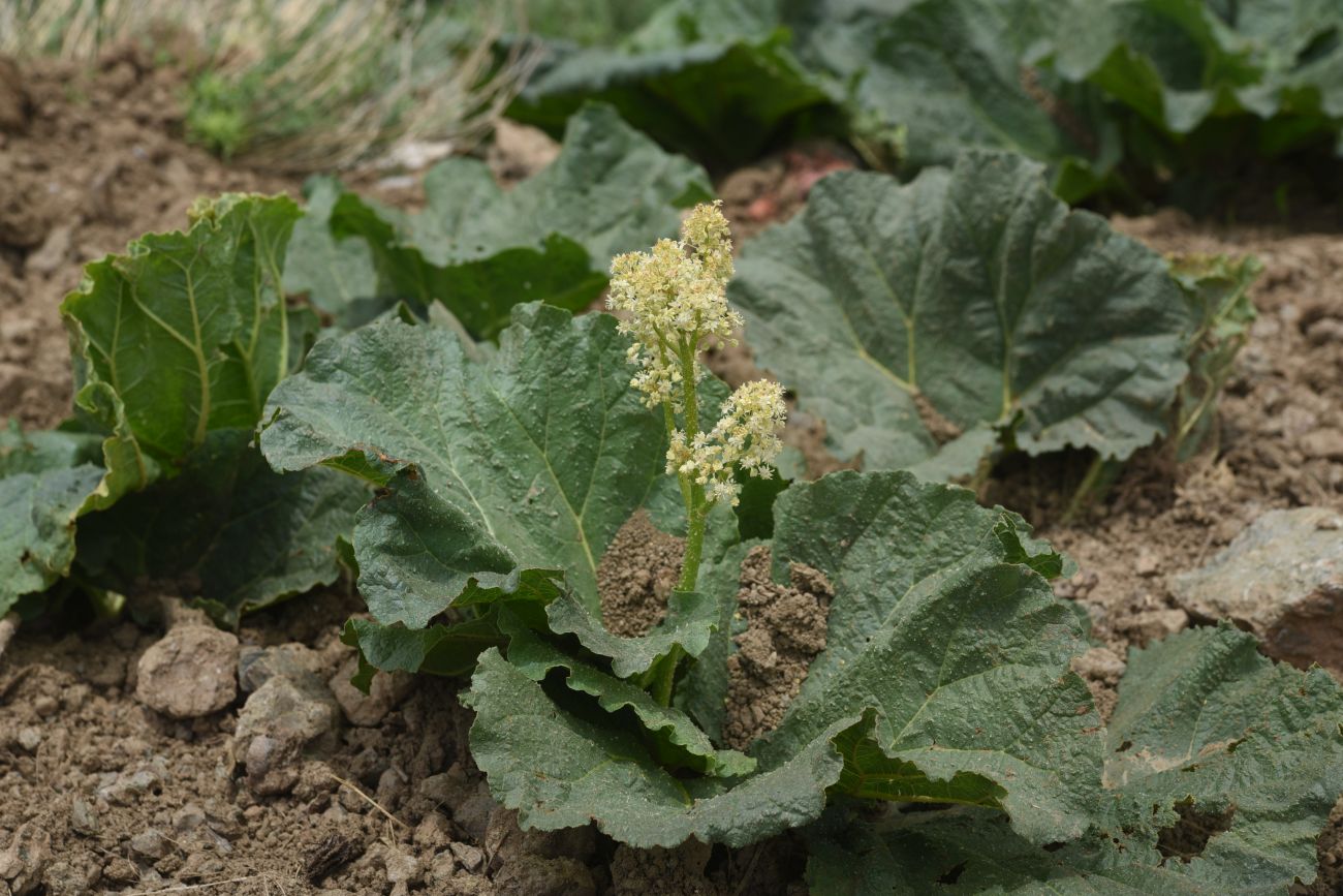 Изображение особи Rheum ribes.