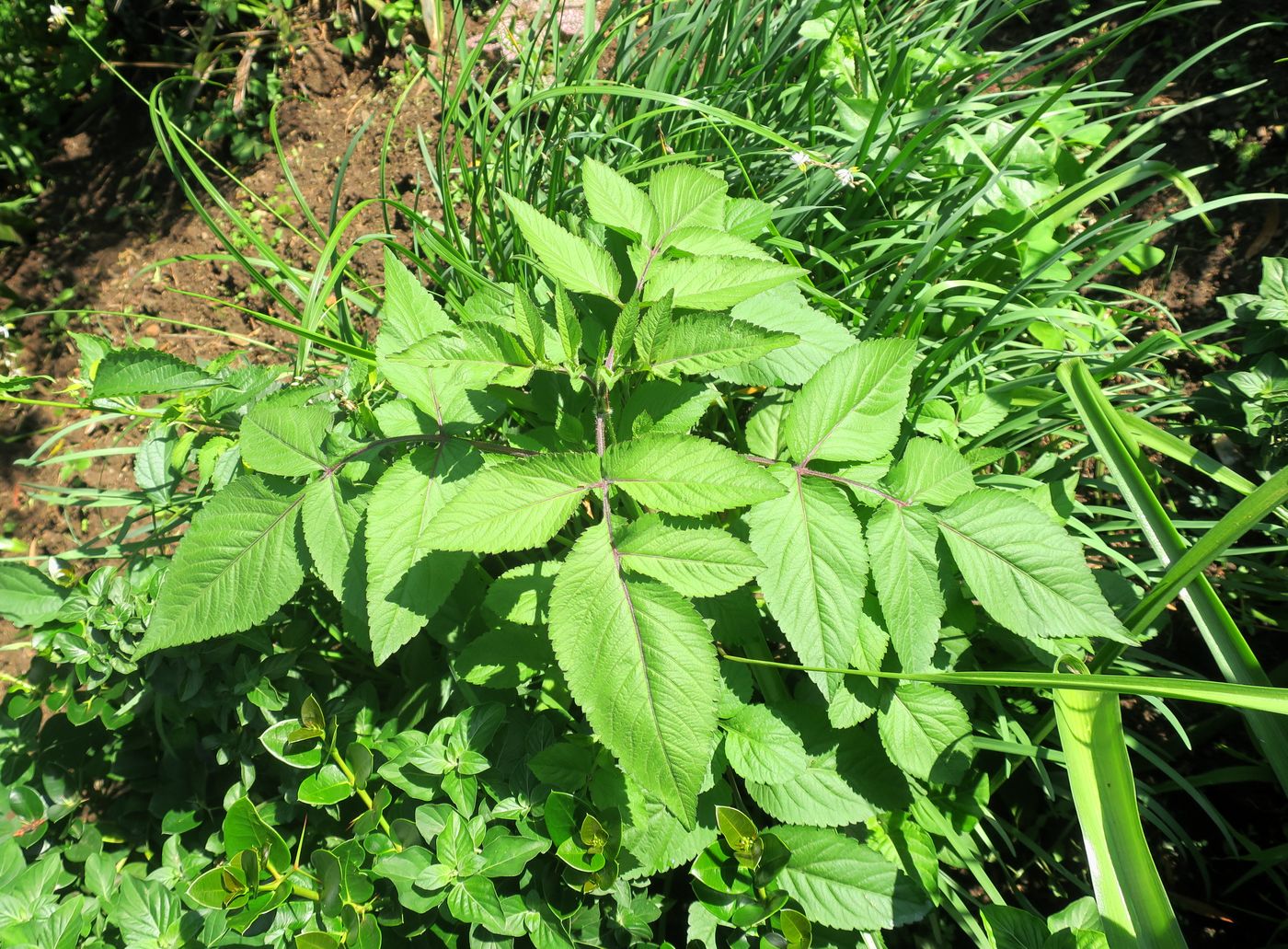 Изображение особи Неопознанный вид.