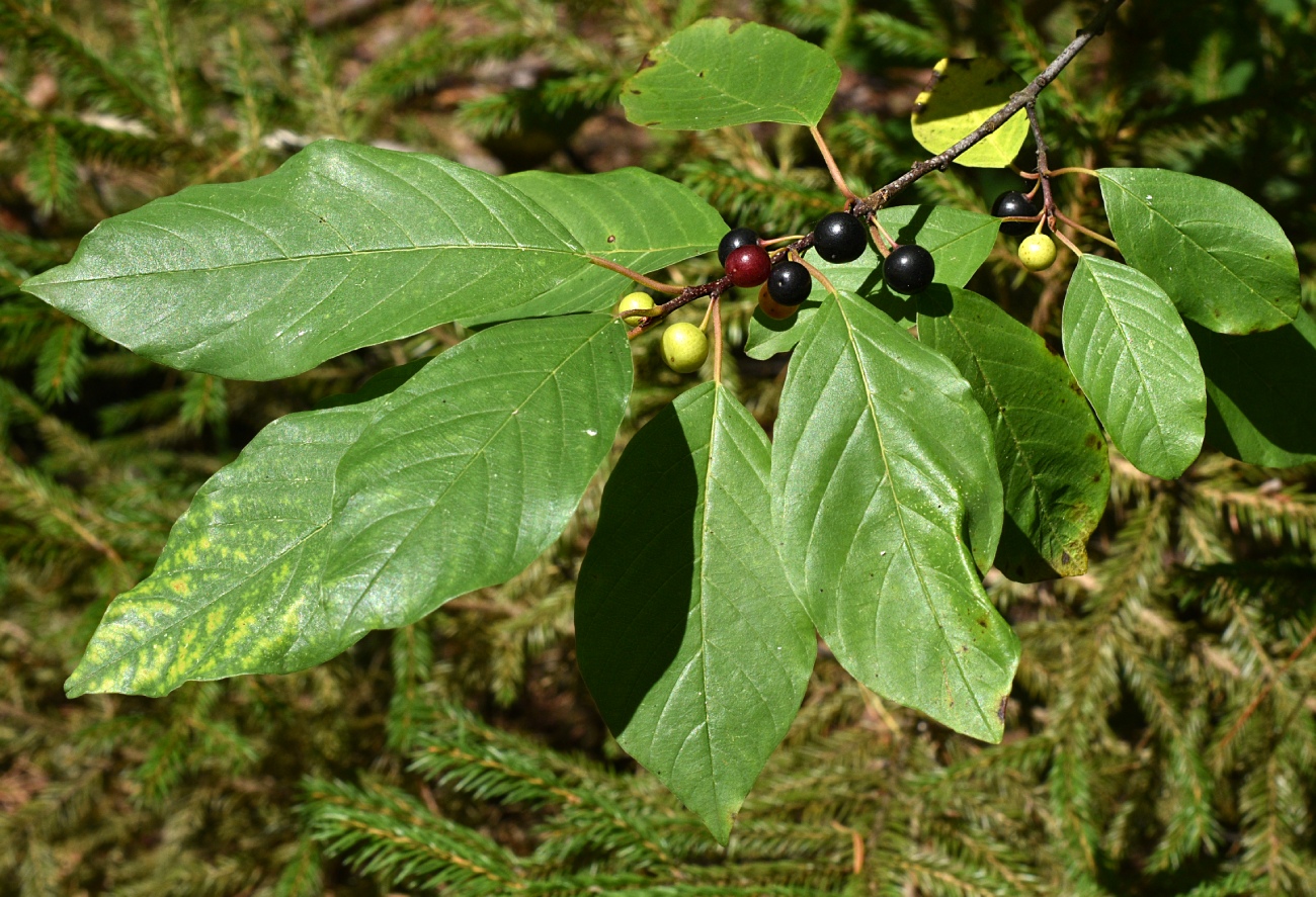 Изображение особи Frangula alnus.
