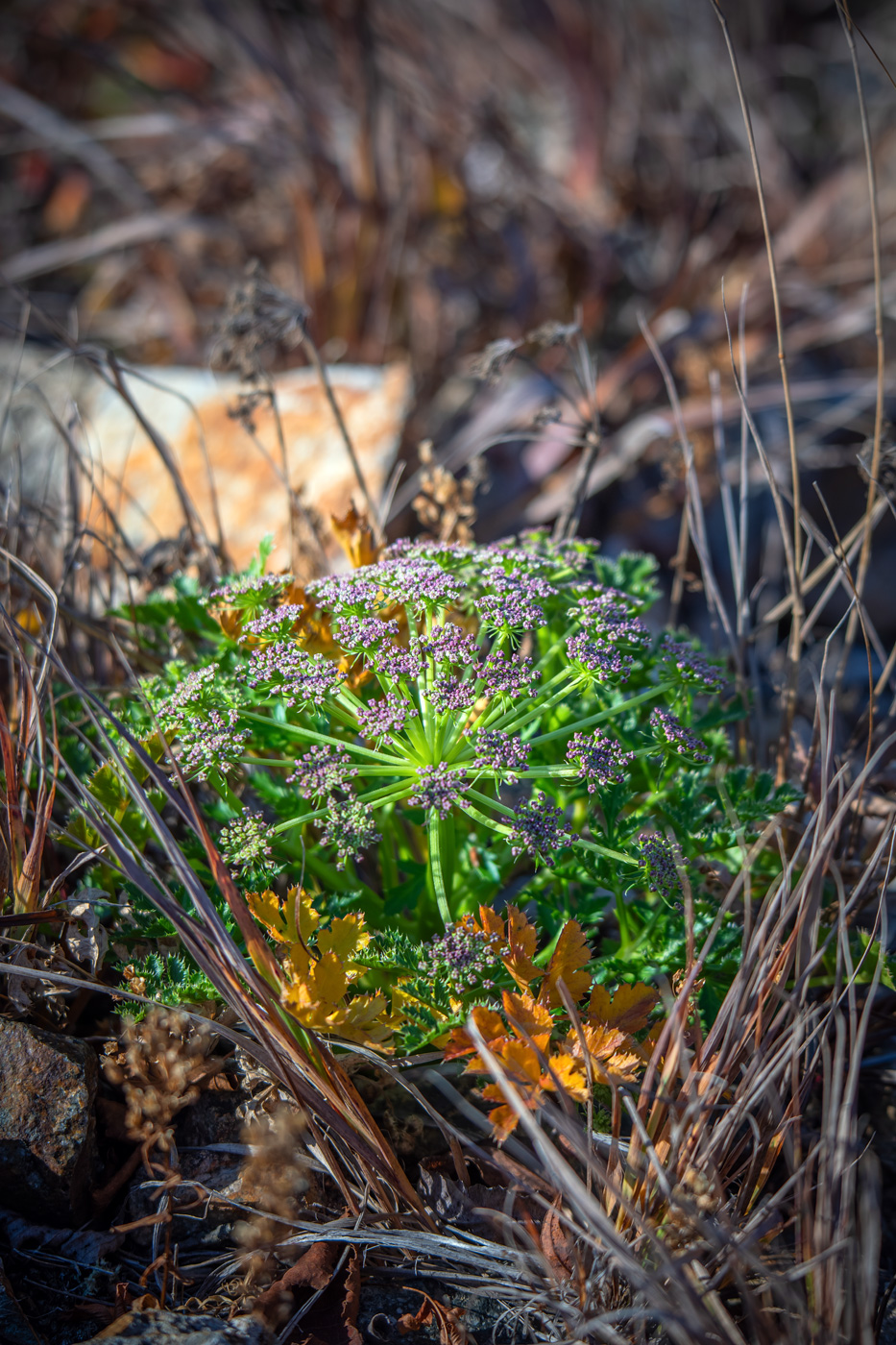 Изображение особи род Heracleum.