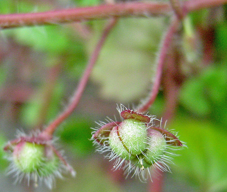 Image of Veronica cymbalaria specimen.