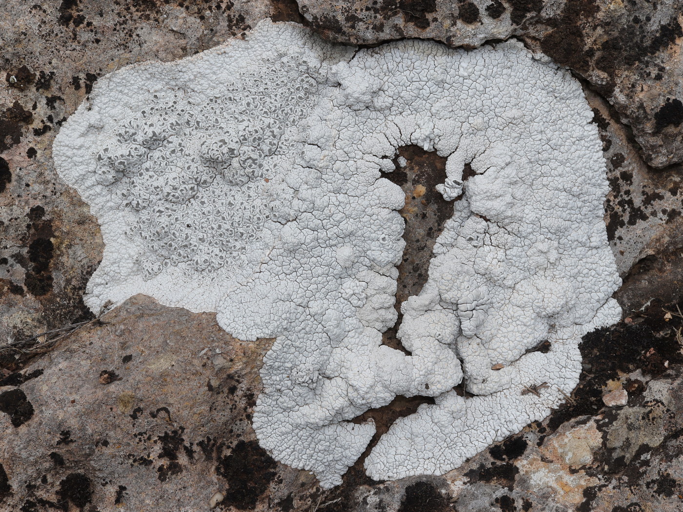 Image of Xalocoa ocellata specimen.