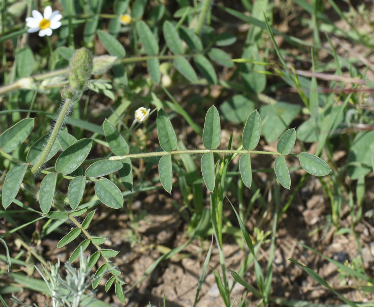 Изображение особи род Onobrychis.