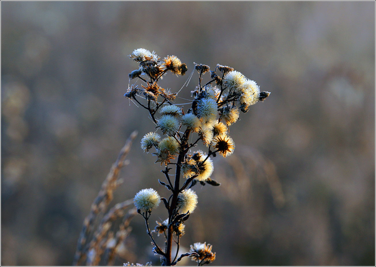 Изображение особи Hieracium umbellatum.