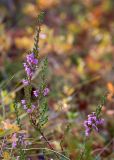 Calluna vulgaris. Верхушка веточек с соцветиями. Мурманск, экотропа \"Беличий хвост\", смешанный лес. 21.09.2025.