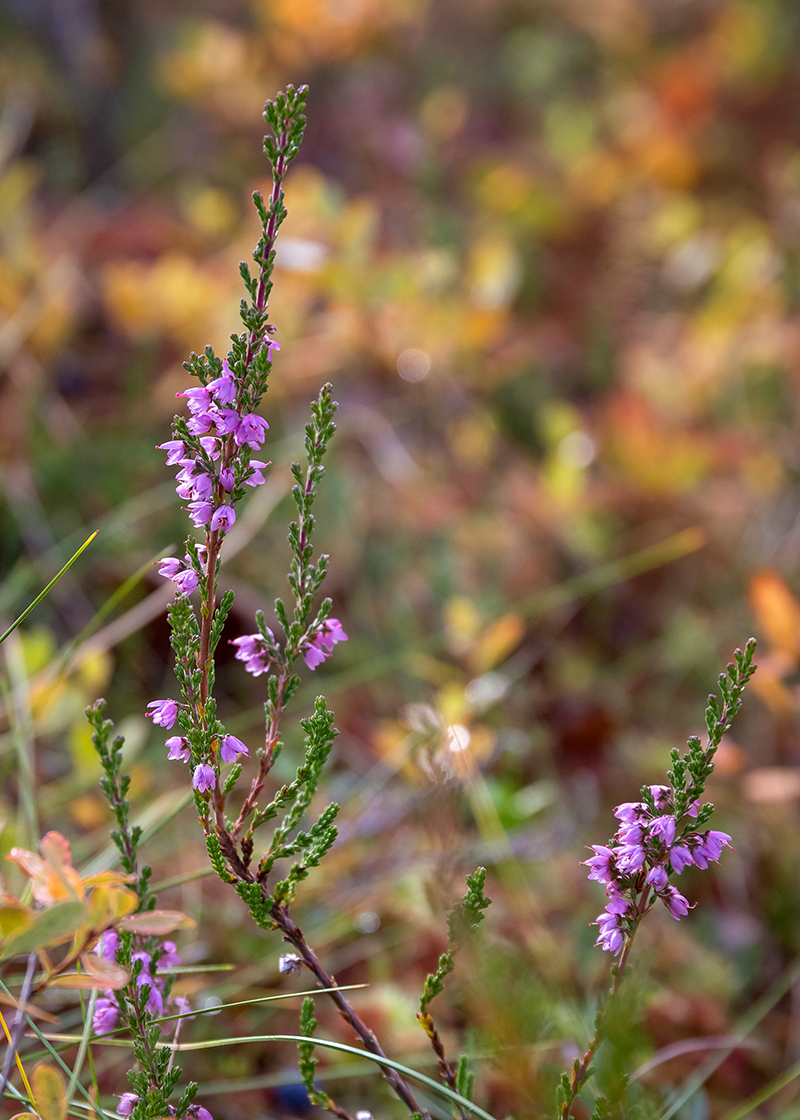 Изображение особи Calluna vulgaris.