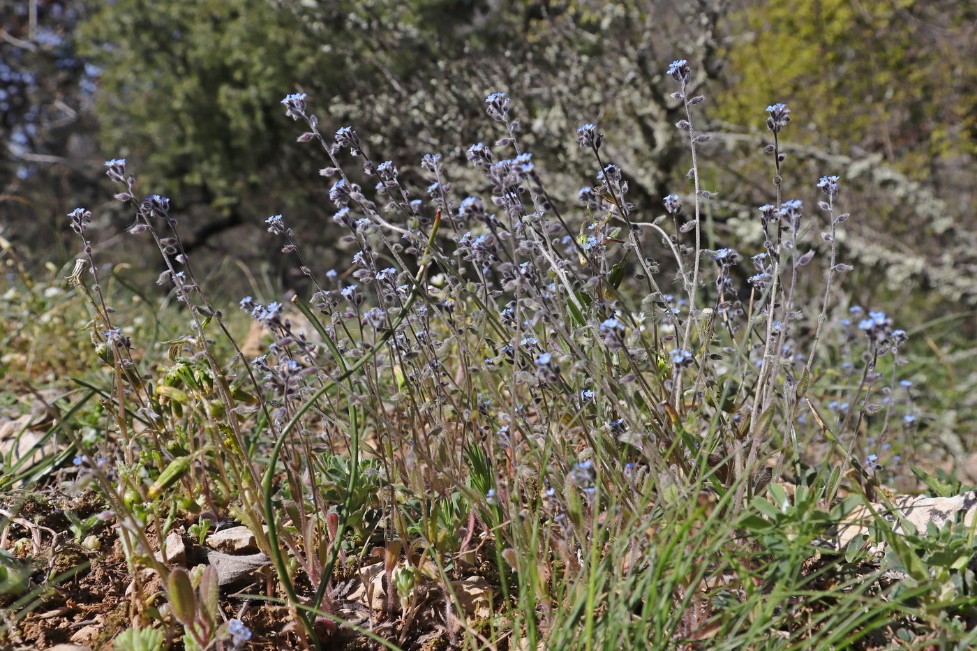Image of Myosotis ramosissima specimen.