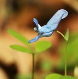 Corydalis ussuriensis. Цветок. Приморский край, Хасанский р-н, юго-западный берег бухты Рейд Паллада, мыс Острено, северный склон, в широколиственном лесу. 16.05.2026.