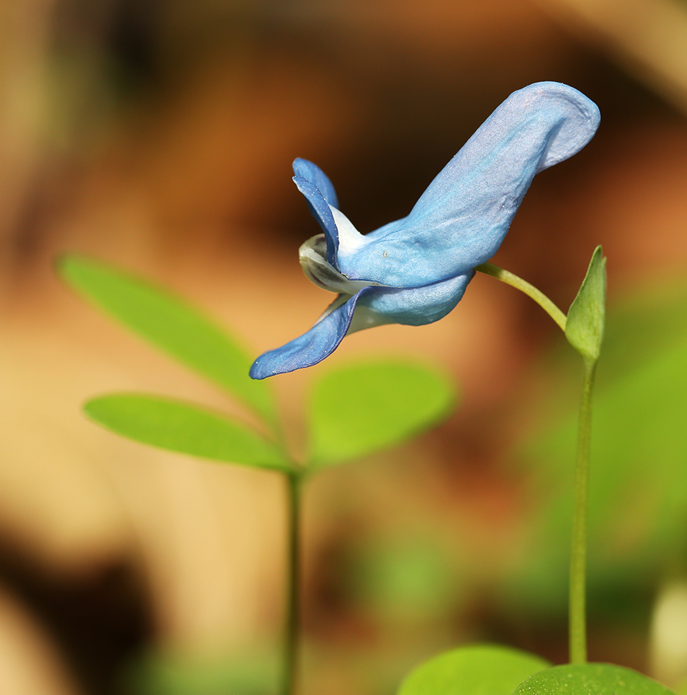 Изображение особи Corydalis ussuriensis.