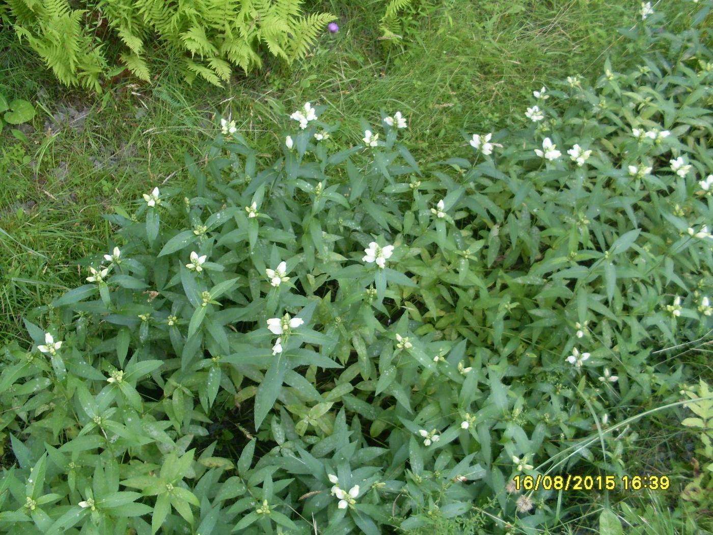Image of genus Chelone specimen.