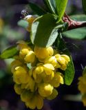 Berberis vulgaris. Верхушка побега с соцветием в ниточках паутины и пауком. Крым, окр. пос. Новый Свет, северный склон горы Сокол (Куш-Кая), близ скалы \"Чёртов палец\". 05.05.2025.