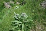 род Verbascum