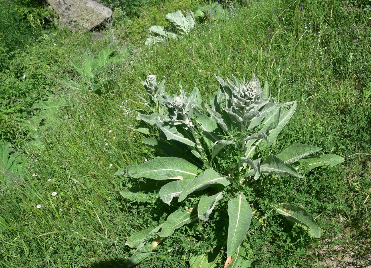 Image of genus Verbascum specimen.