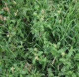 Astragalus cicer. Цветущие растения. Тульская обл., Заокский р-н, окр. дер. Бёхово, берег р. Ока. 04.07.2026.
