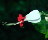 Clerodendrum thomsoniae. Цветок. Вологодская обл., г. Вологда, ботанический сад Botanika, в культуре. Май 2026 г.