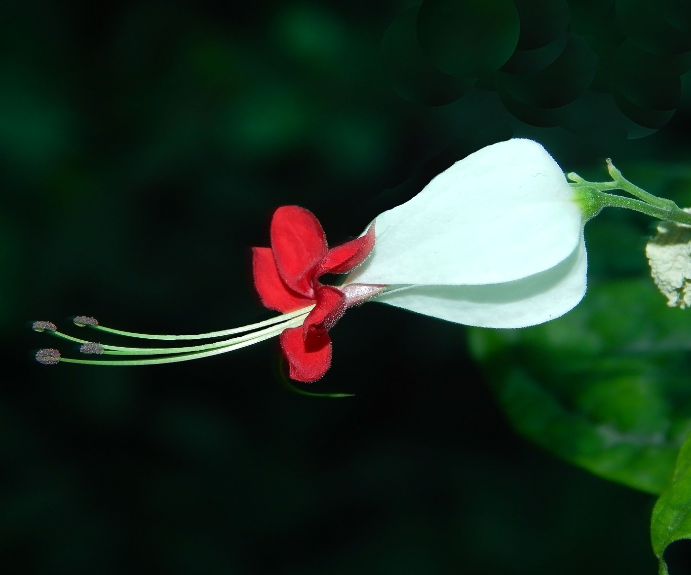 Image of Clerodendrum thomsoniae specimen.