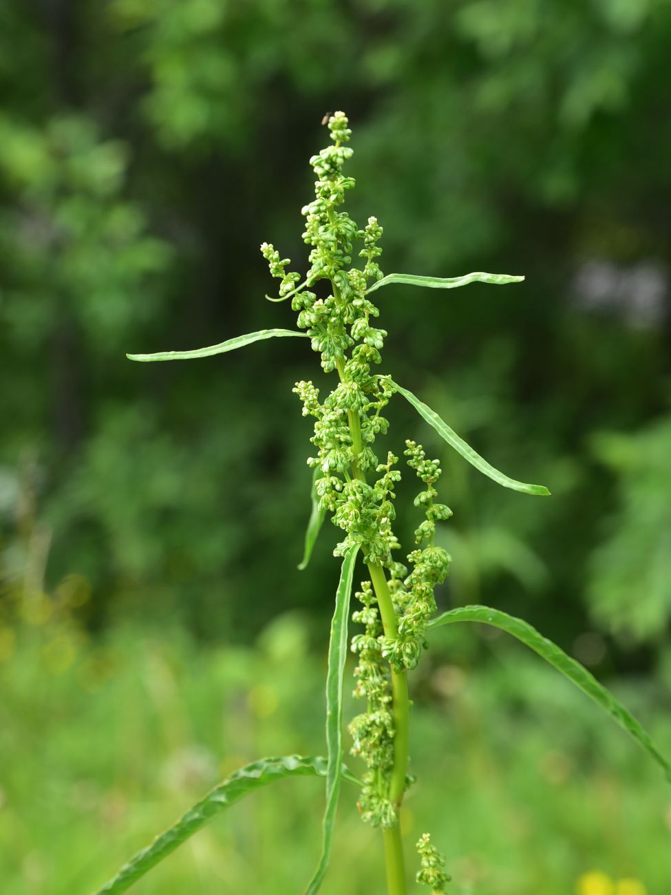 Изображение особи род Rumex.