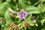 Lycium barbarum