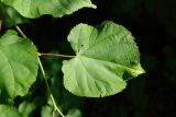 Tilia cordata. Лист с галлом. Ленинградская обл., Кировский р-н, пос. Дачное, дачный участок. 19.06.2026.