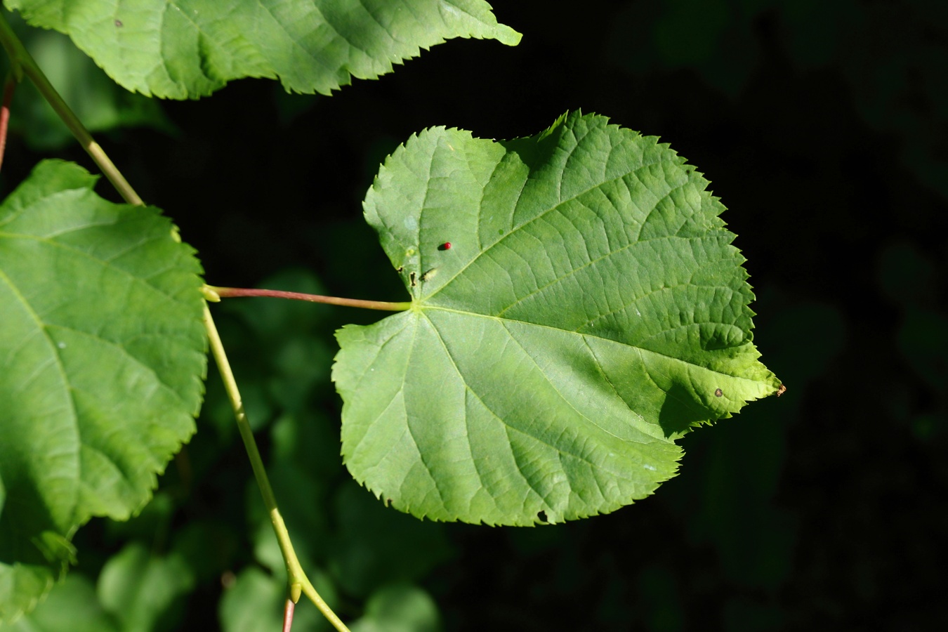 Image of Tilia cordata specimen.