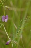 Vicia peregrina