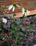Смотреть изображение Echinacea purpurea