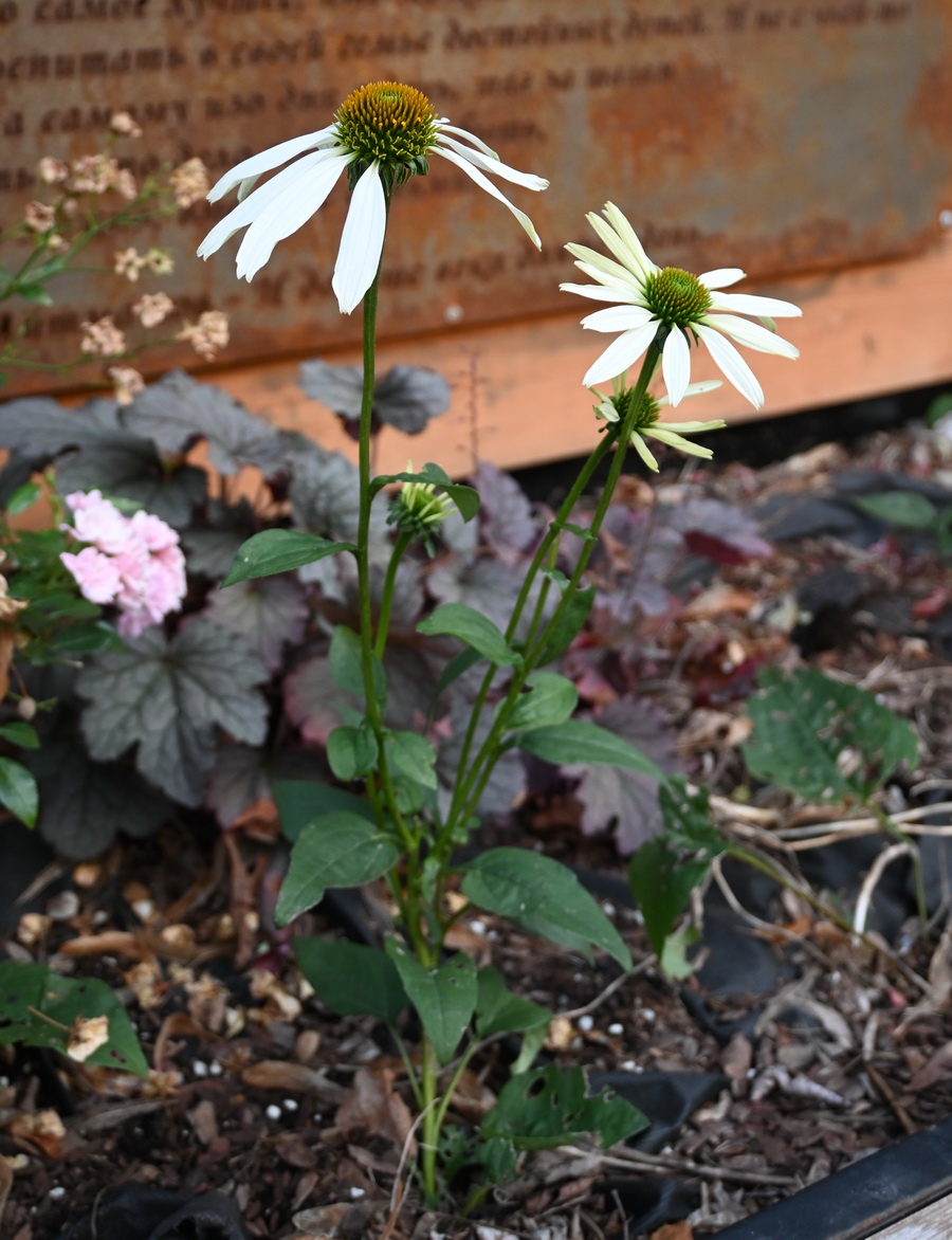 Image of Echinacea purpurea specimen.