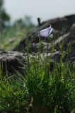 Campanula rotundifolia. Часть растения с цвеиком и бутонами. Башкортостан, Абзелиловский р-н, Ташбулатовский сельсовет, хр. Кыктытау, на скальном останце. 12 июня 2025 г.